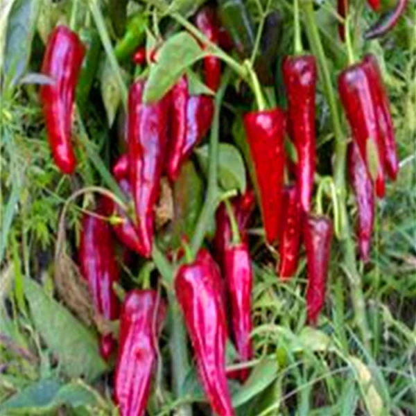 50 000SHU Dried Spicy Flavor The Secret Ingredient for Flavorful Meals