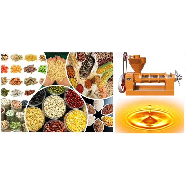High Capacity Neem Oil Extraction Machine Perfect for Pressing 950KG of Oil Seeds in Pakistan