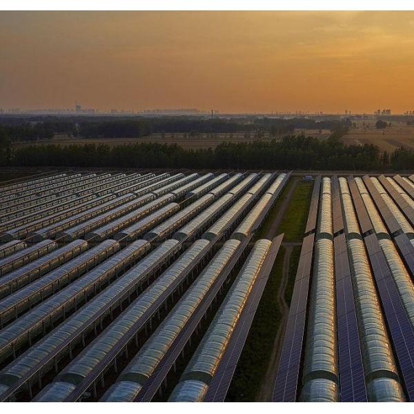 Инновационные фотоэлектрические коммерческие теплицы с одним или несколькими про