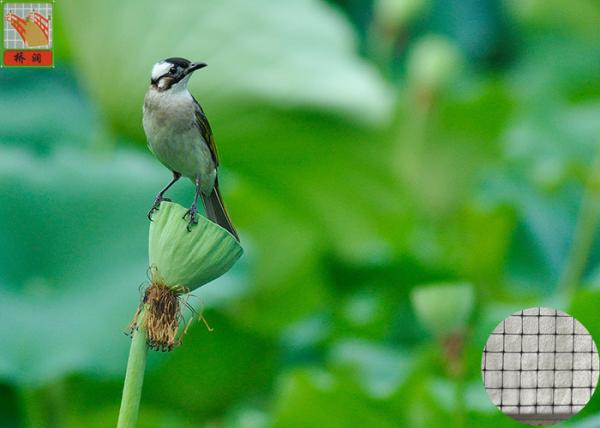 Garden Plastic Bird Netting UV Stabilised , Square Plastic Bird Mesh Black Color