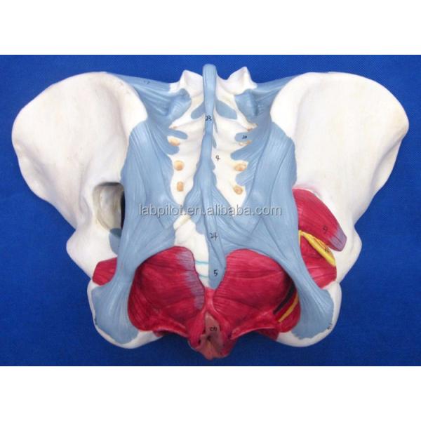 Human Reproductive System Model Advanced Pelvis with Pelvic Floor Muscles and Perineum