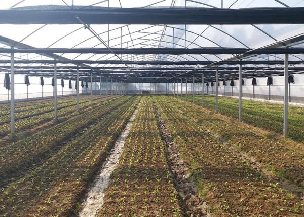 Serre galvanisée résistante à la rouille avec film plastique anti-grêle pour les climats difficiles