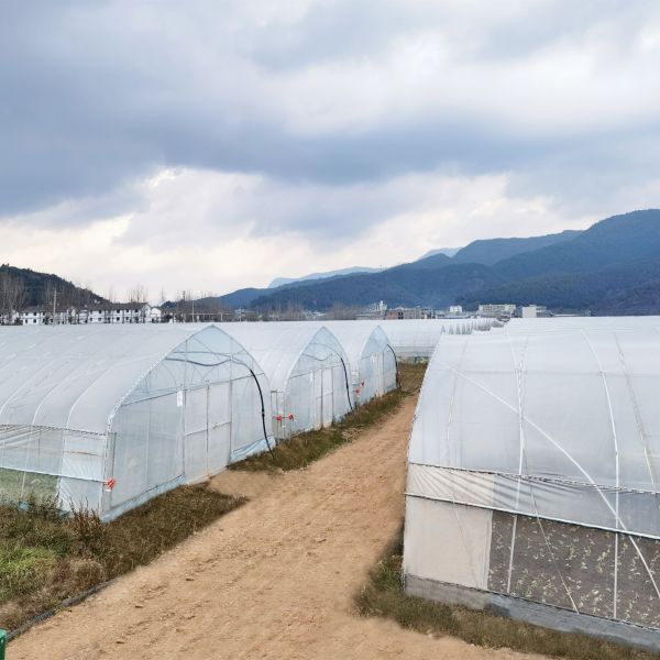 Agricultural Single Span Tunnel Green House Sprinkler Irrigation Lettuce Greenhouse For Farm