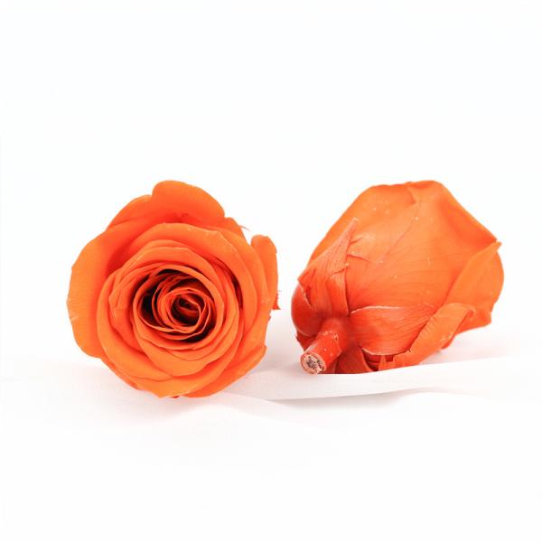 Diâmetro imortal Rose Flower For Mothers Day preservada 5-6cm