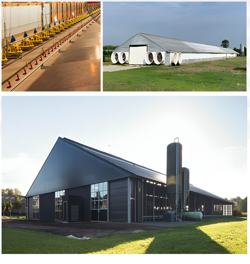 Modern Q355B Grade Metal Frame Building Poultry Farm Structure Long Life Span
