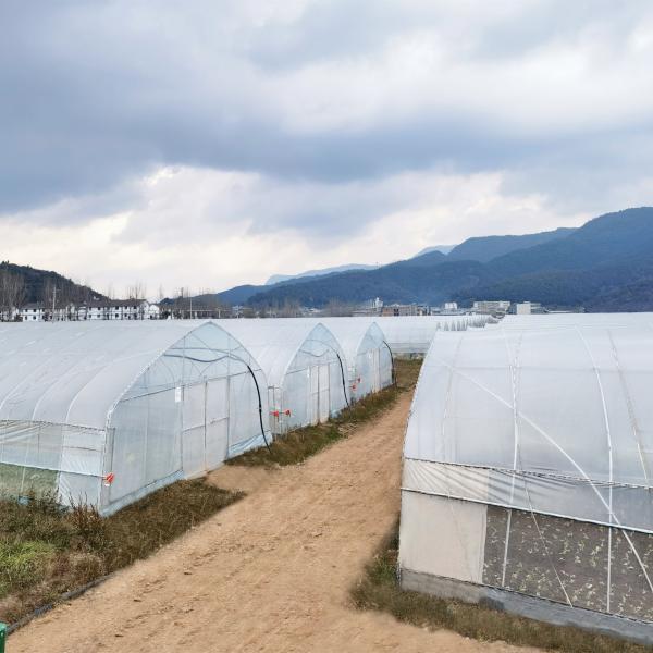 O fruto tropical galvanizado quente da armação de aço cresce estufas comerciais da estufa para a venda