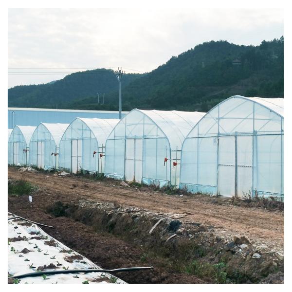 Single Layer Warm Plastic Film Greenhouse Malaysia Tomato Flower Greenhouse For Farming