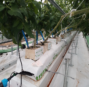 Steel Frame Smart Hydroponic Greenhouse For Tomato Strawberry Planting