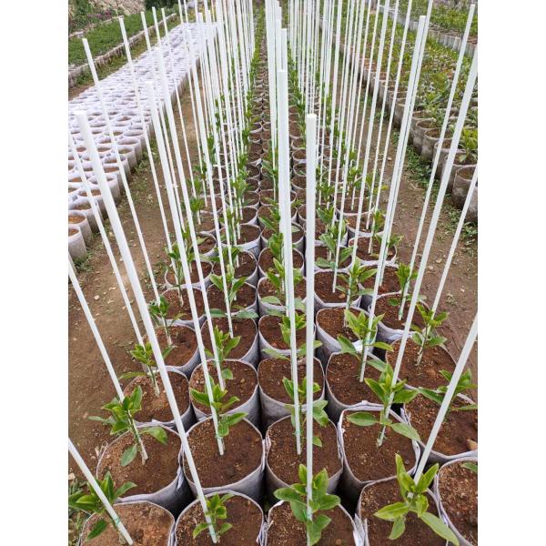 6.9mm 7.9mm 8.5mm 9.5mm Diameters Flexible Plastic Sticks Fiberglass Plant Support Sticks