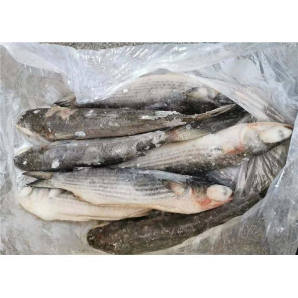 Кефаль Cephalus Cephalus 1400g кефали здоровая замороженная серая