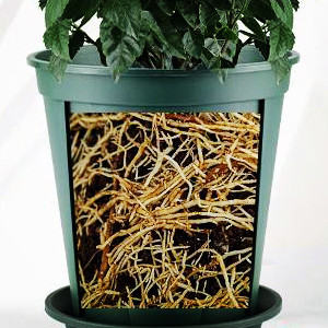 Planters for Indoor Plants, Planters with Drainage Hole and Tray, Flower Pots Indoor Plant Pots for Patio Garden