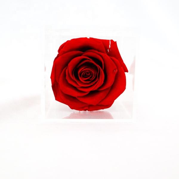 Decorative Beautiful Preserved Rose Flower With No Pollen / No Allergy