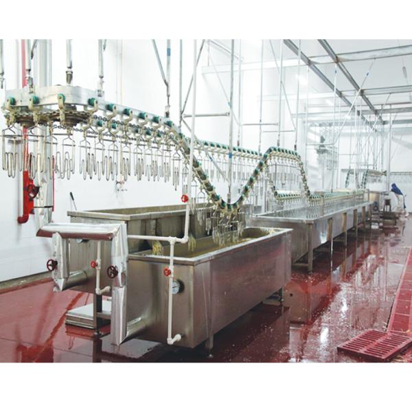 Linha de produção de abate de frangos de aço inoxidável para várias capacidades de produção