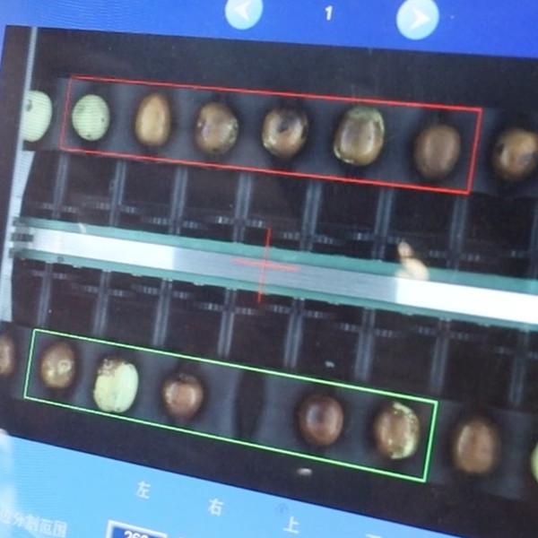 8 Lanes 380V Dates Fruit Sorting Grading Machine Computer Control