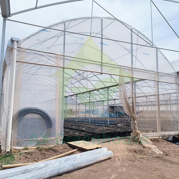 Agricultura ao ar livre Vegetais agrícolas de várias faixas Folha de bagas Estufa de túnel poli