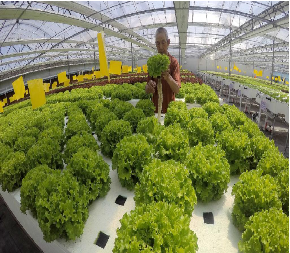 Lettuce Vegetable Growing Smart Greenhouse Farming Greenhouse With Steel Frame