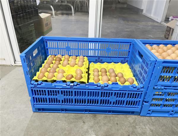 PE/PP Plastic Folding Chicken Coop for Durable Poultry Transport in Orange