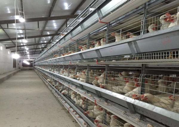Large Capacity Poultry Egg Farm Equipment A Type Hot Dip Galvanized Steel