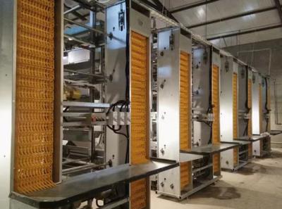 Steel Structure Chicken Poultry House Chicken Farm Broiler Chicken House