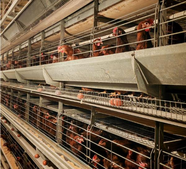 H Section Steel Galvanized 4 Tiers Poultry Farm Cage for Chicken Layer and Broiler
