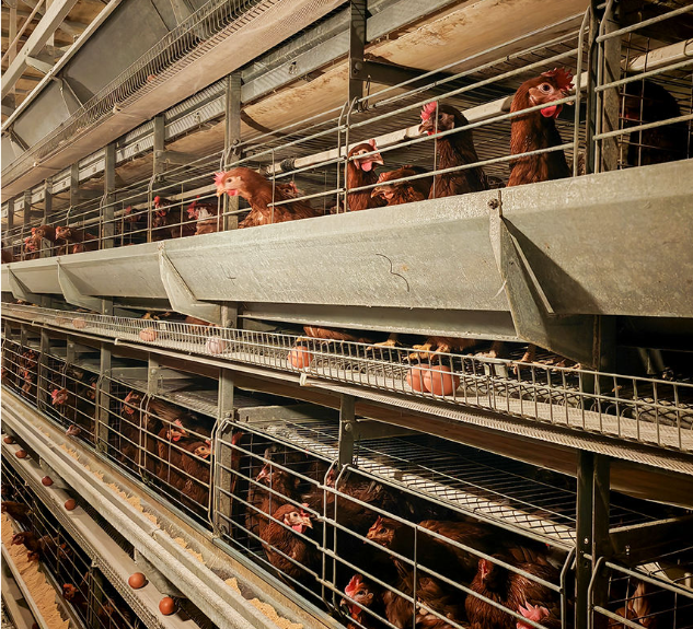Cost-Saving Corrosion Resistant Modular Steel Poultry Farm Construction for Broiler Farming