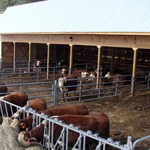 Durable Steel Structure Cow Shed Fire Resistant Long Lasting Metal Livestock Shed