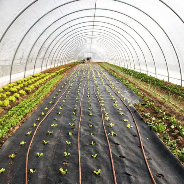 Single-Span Tunnel Greenhouse with Manual or Electric Roll Up Ventilation for Vegetable Fruits Flowers and Single Layer Design