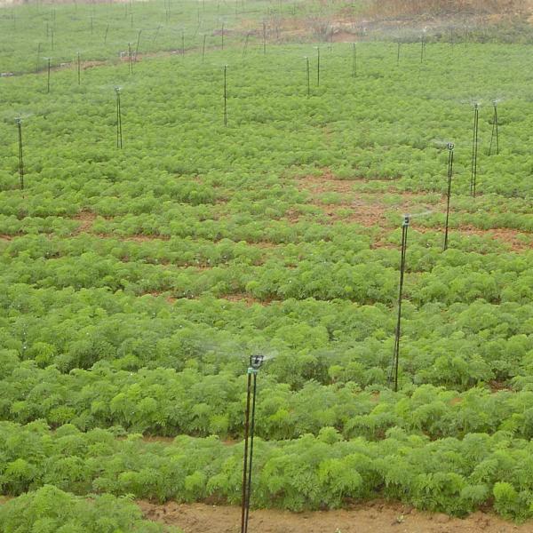 Lasting Upright Position Agricultural Water Sprinkler Irrigation System with Plastic Sprinkler