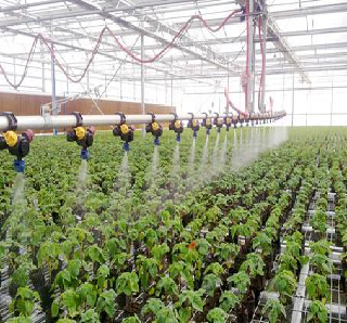 Soilless Culture Tomato Greenhouse With Nft Hydroponic System