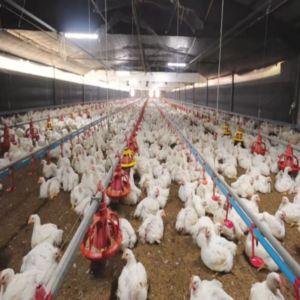 Labor-Saving Integrated Poultry House with Automated Feeding System, Forced Ventilation, and High Energy Efficiency