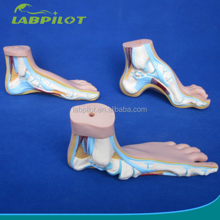Categories Detailed Anatomy Structures 3D Biological Normal Flat and Arched Foot Models