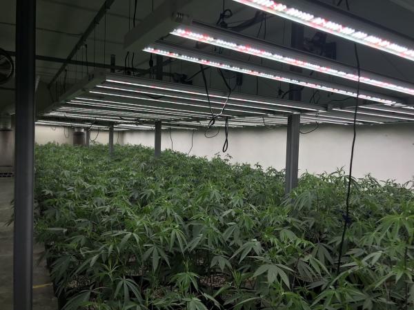 1200w Lâmpadas de crescimento interiores Republicas de crescimento 120 graus ângulo de feixe