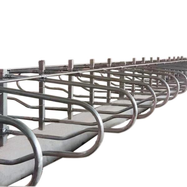 Cattle 9JY Type Acid Proof Free Stall Dairy Barn for Livestock