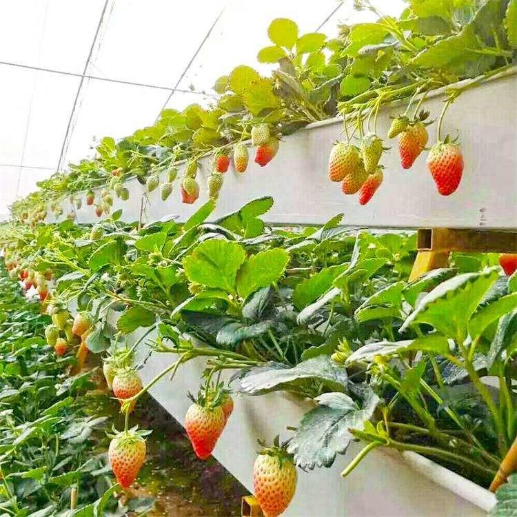 Внутреннее сельское хозяйство НФТ без почвы Гидропоническая система Культивирование питательного раствора