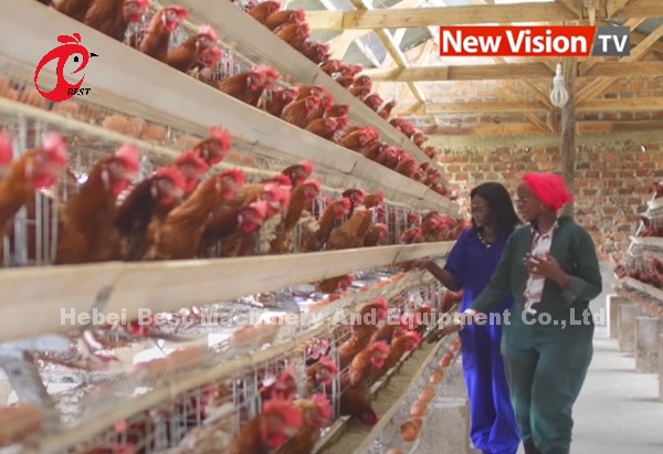China Imported Coated Chicken Battery Cage ISO9001 , Layer Chicken Cage System 4 Door Sandy