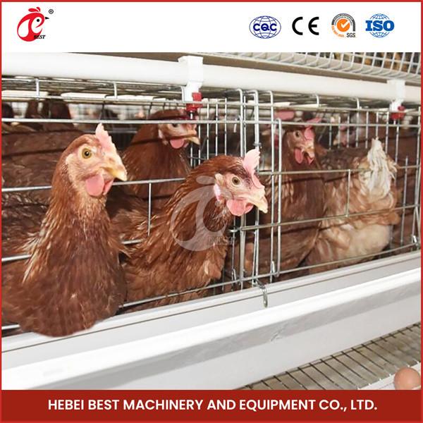 120 Chicken Wire Mesh Cage With Nipple Drinker And Cage Capacity Of 120 Star