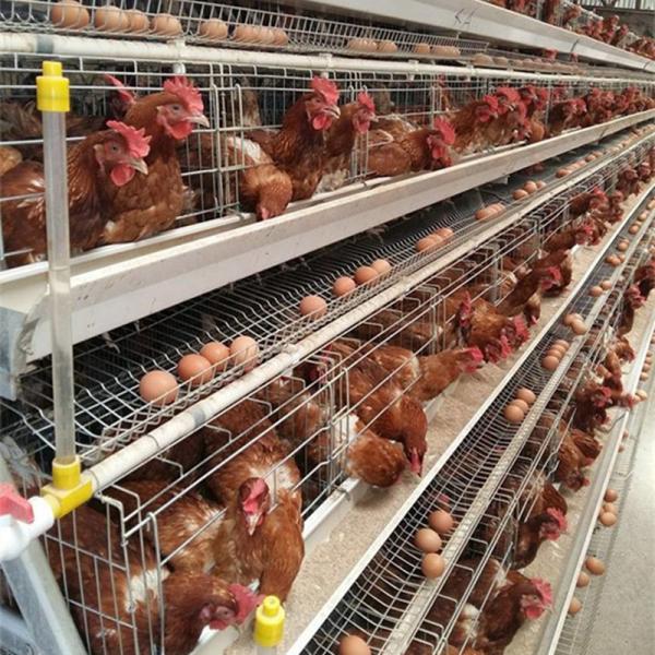 4tiers 128/160birds layer chicken battery poultry cage Commercial chicken poultry cage