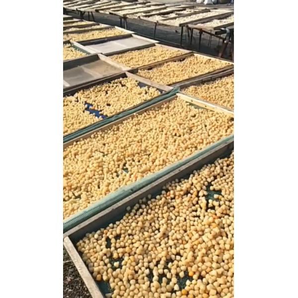 Coquilles Saint-Jacques séchées fraîches et naturelles, pétoncles chinois séchés, fruits de mer