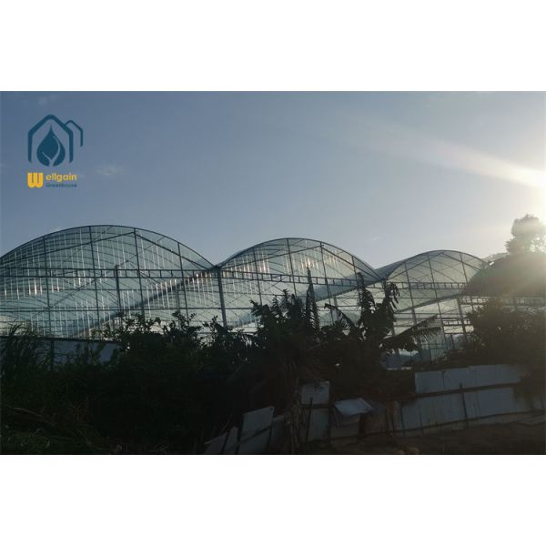 All Weather Multi Span Greenhouse with Anti-Typhoon Design for Coastal Regions