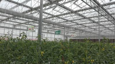 Plastic Film Tomato Plant Greenhouse Span Width 9.6 / 10.8 / 12m Easy Assemble