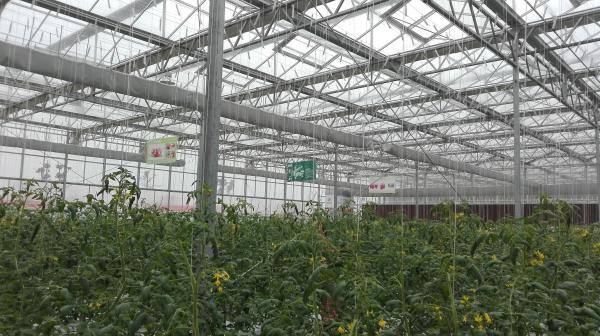 Plastic Film Tomato Plant Greenhouse Span Width 9.6 / 10.8 / 12m Easy Assemble