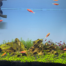 аэратор пруда барботера пневматического насоса аквариума 5W 1780GPH коммерчески