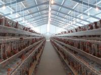 PVC en bas de poulet de structure de ferme avicole de tuyau jeté avec la surface grise de peinture