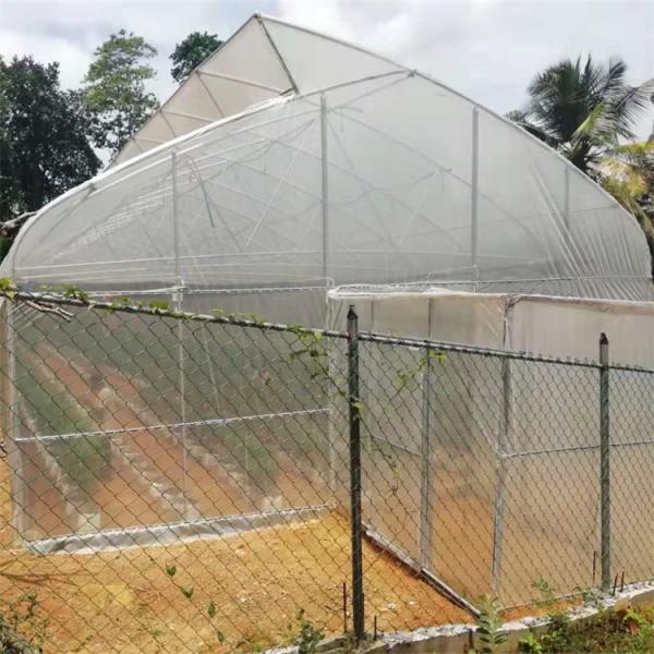 Gothique Tunnel Side Ventilation Tunnel Plastic Greenhouse With 2m Sliding Door