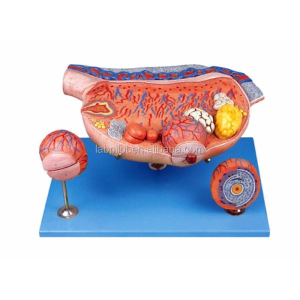 Vivid Placenta Model 3D Placenta Tissue and Umbilical Cord for Anatomy Demonstrations