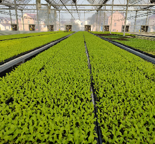 Soilless Culture Tomato Greenhouse With Nft Hydroponic System