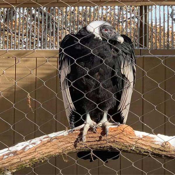 300x300mm Stainless Steel Aviary Mesh 304 316 316l High Strength