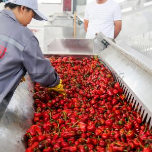 Système de séchage efficace du poivre chaud avec sécheuse automatique de piment