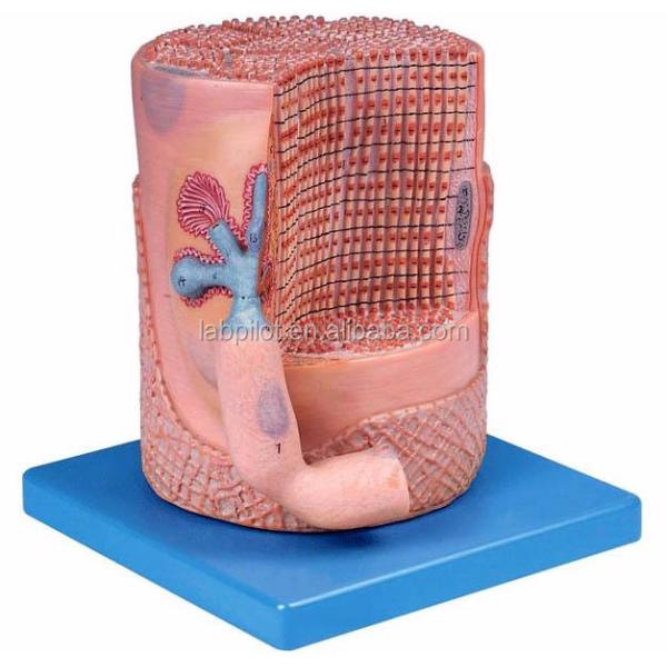 Advanced PVC Medical Science Anatomical Model Skeletal Muscle Fibers Nucleus of Muscle Cell 3D Model