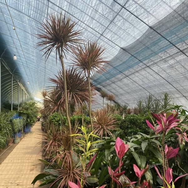 Sistema de estufa de hidroponia de filme vegetal personalizável para eficiência multi-span